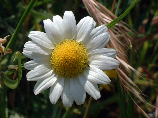 Margherite per Margherita (Ametista)